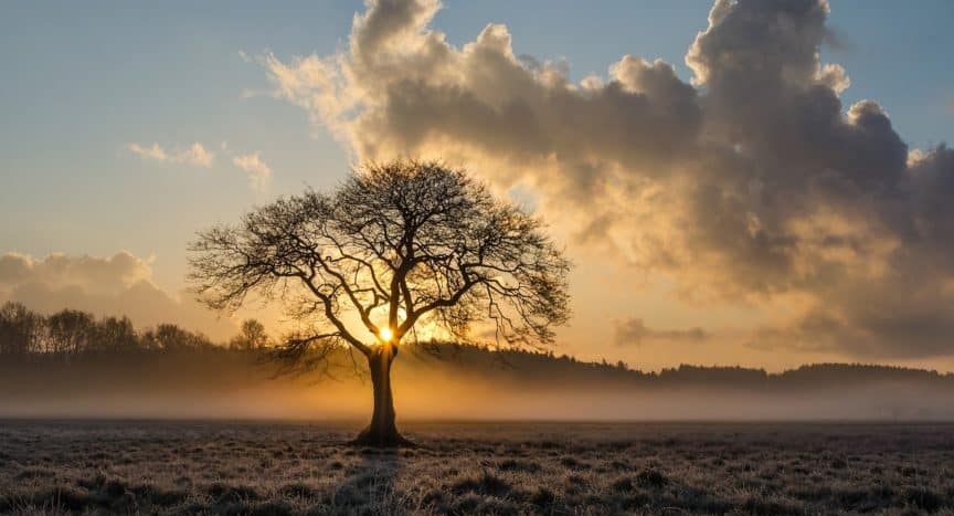 tree